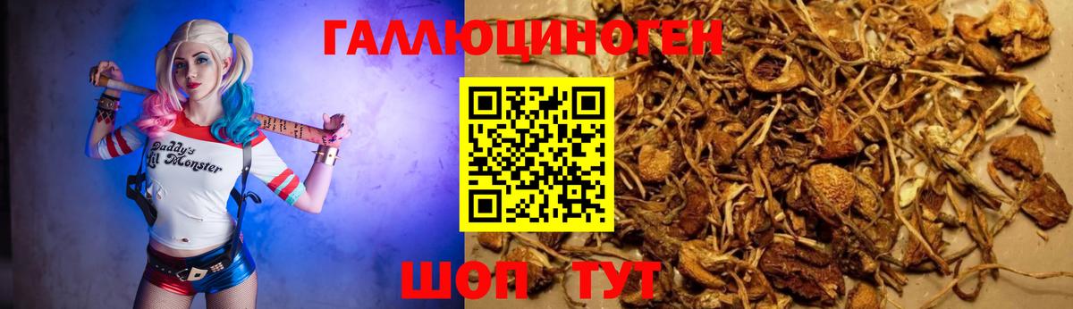 Галлюциногенные грибы Psilocybine cubensis  Вход с VPN  Галлюциногенные грибы мицелий  Архангельск 